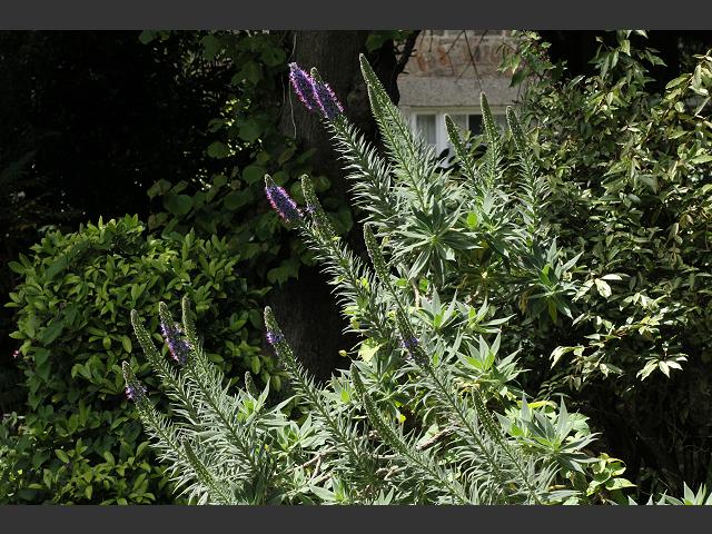 Echium candicans Pride of Madeira Boraginaceae Images