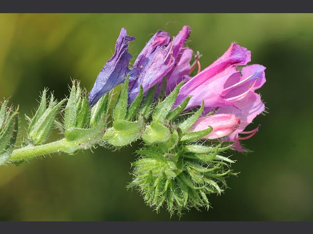 Echium plantagineum Purple Viper's Bugloss Boraginaceae Images