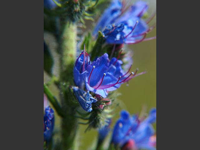 Echium vulgare Viper's Bugloss Boraginaceae Images