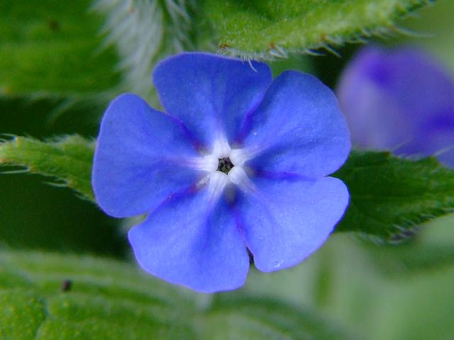 Pentaglottis sempervirens Green Alkanet Boraginaceae Images