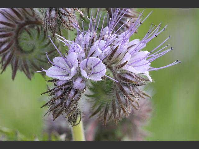Phacelia tanacetifolia Lacy Phacelia Boraginaceae Images