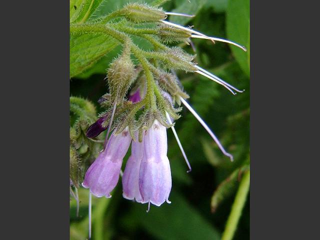 Symphytum asperum Rough Comfrey Boraginaceae Images