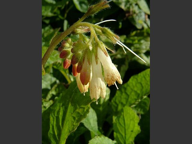 Symphytum grandiflorum Creeping Comfrey Boraginaceae Images