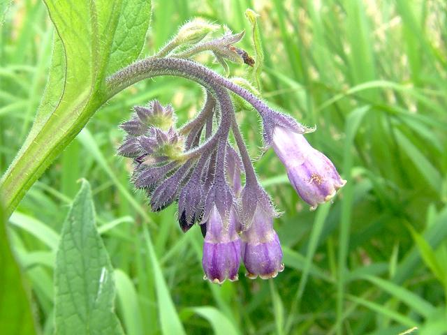 Symphytum officinale Common Comfrey Boraginaceae Images