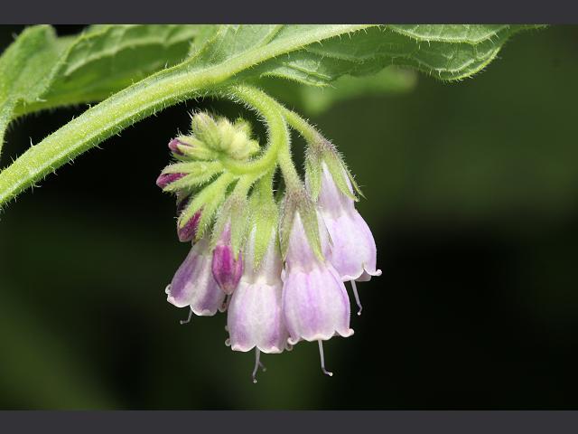 Symphytum x uplandicum Russian Comfrey Boraginaceae Images