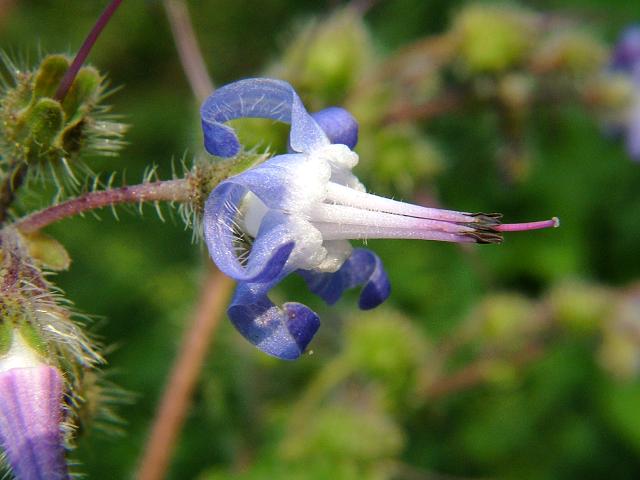 Trachystemon orientalis Abraham Isaac Jacob Boraginaceae Images
