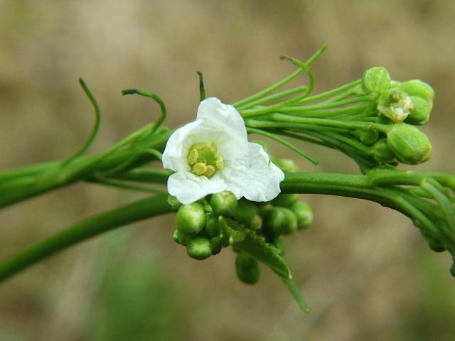 Armoracia rusticana Horse Radish Brassicaceae Images