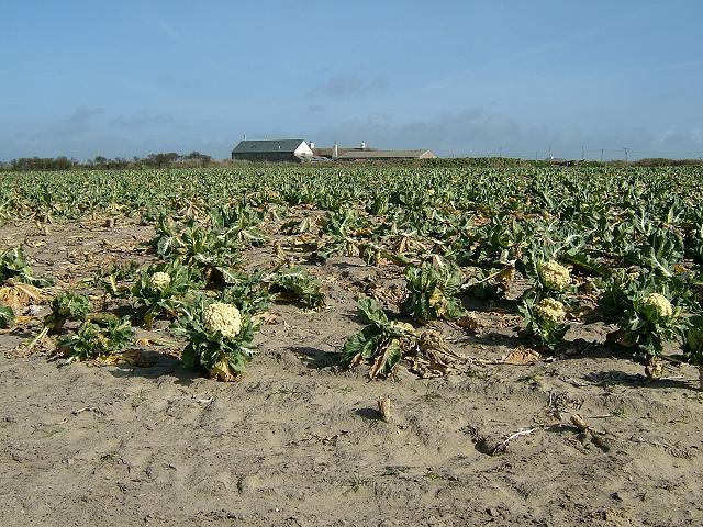 Brassica oleracea var botrytis Cauliflower and Broccoli Brassicaceae Images