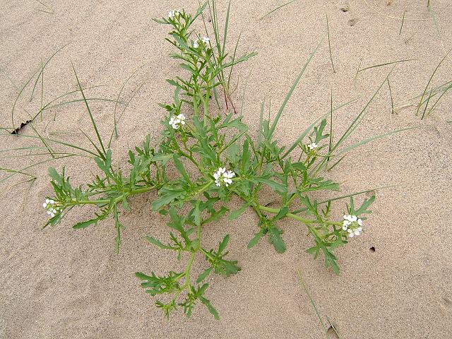 Cakile maritima Sea Rocket Brassicaceae Images