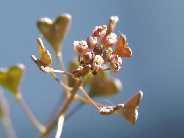 Capsella rubella Red Shepherds Purse Brassicaceae Images