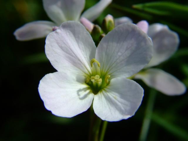 Cardamine pratensis Ladys Smock Brassicaceae Images