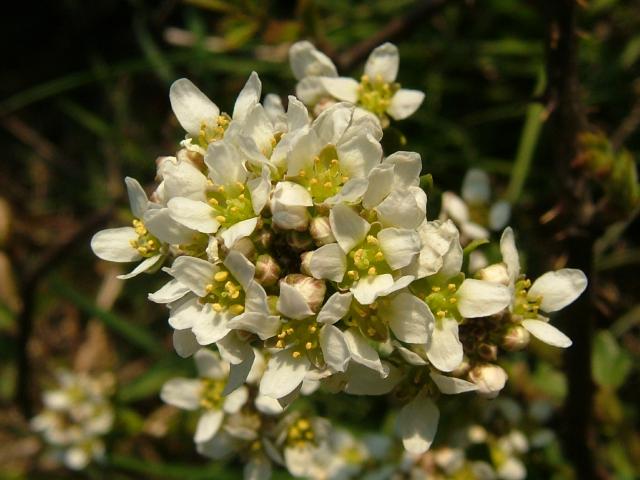Cochlearia officinalis Common Scurvygrass Brassicaceae Images
