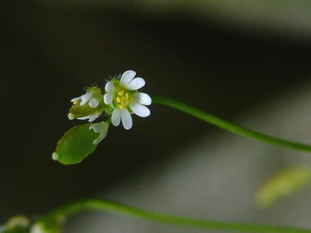 Erophila verna Common Whitlow grass Brassicaceae Images