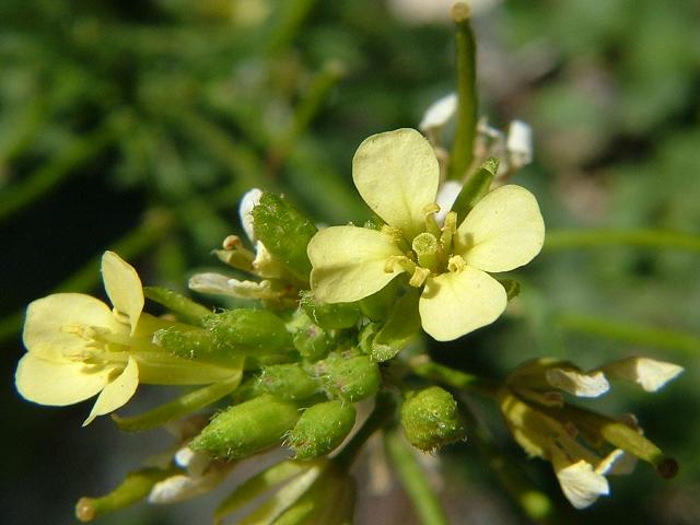 Erucastrum gallicum Hairy Rocket Brassicaceae Images