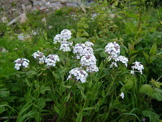 Hesperis matronalis Dames Violet Brassicaceae Images