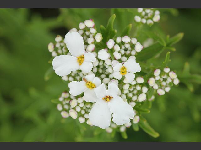 Iberis amara Wild Candytuft Brassicaceae Images