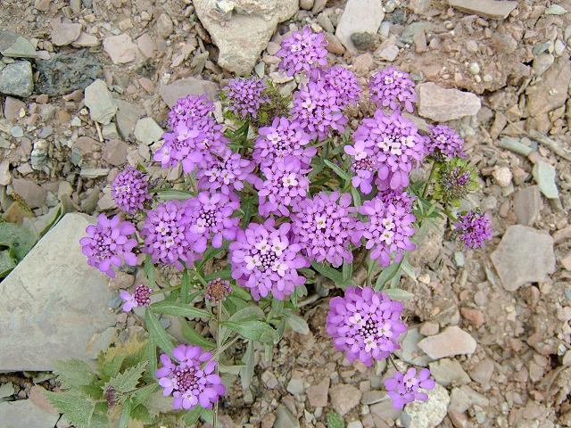 Iberis umbellata Garden or Annual Candytuft Brassicaceae Images