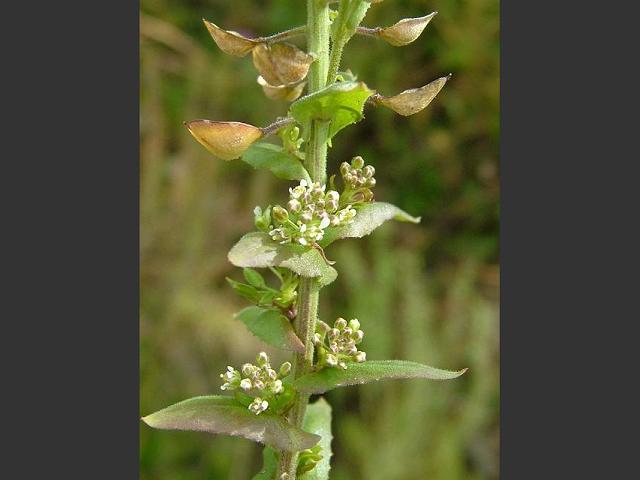 Lepidium campestre Field Pepperwort Brassicaceae Images
