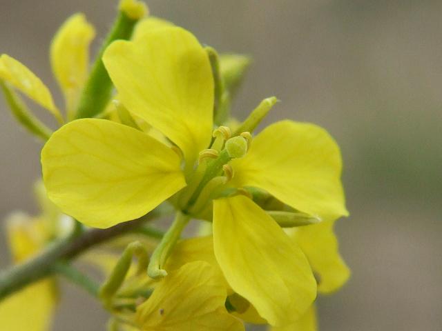 Sinapis alba White Mustard Brassicaceae Images