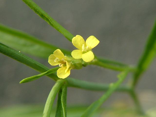 Sisymbrium orientale Eastern Rocket Brassicaceae Images