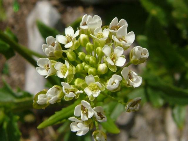 Thlaspi arvense Common Penny cress Brassicaceae Images