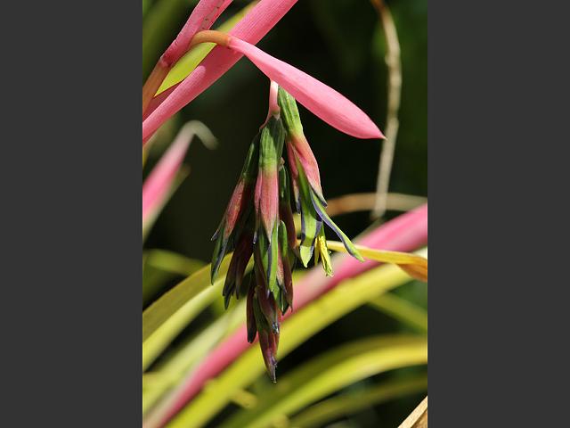 Billbergia nutans Queens Tears Bromeliaceae Images