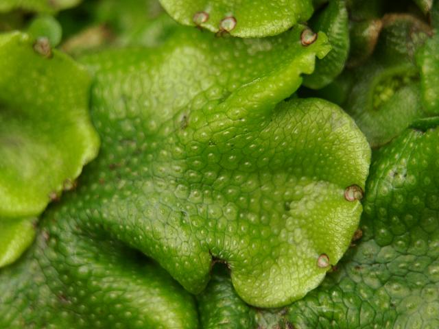 Conocephalum conicum Greater Scented Liverwort Images