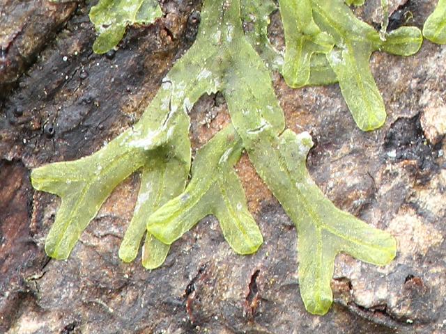Metzgeria furcata Liverwort Images