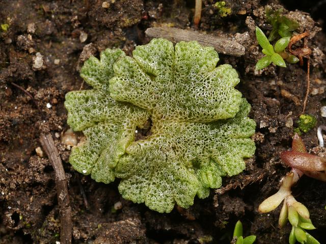 Riccia cavernosa Cavernous Crystalwort Liverwort Images