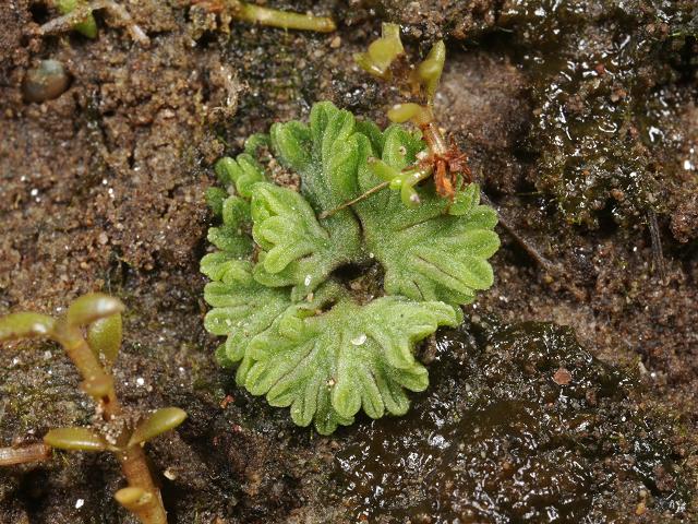 Riccia sorocarpa Common Crystalwort Liverwort Images