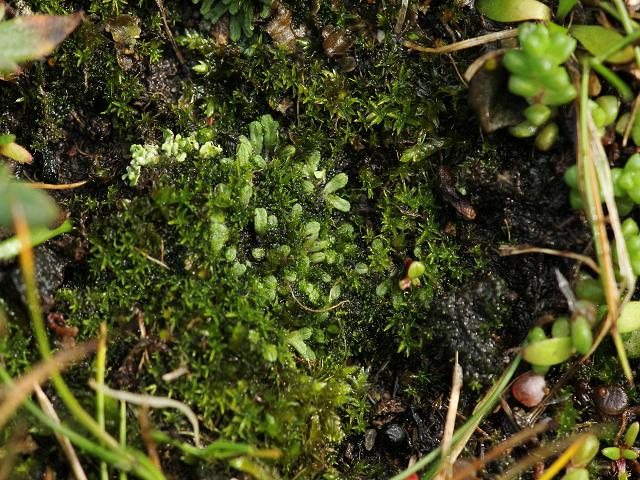 Riccia species A Crystalwort Liverwort Images