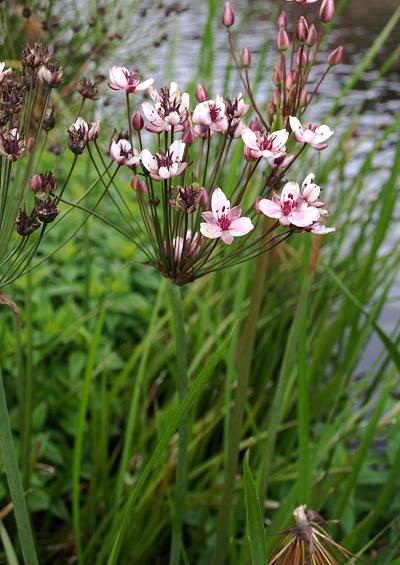 Butomaceae Flowering Rush Family Butomaceae Images