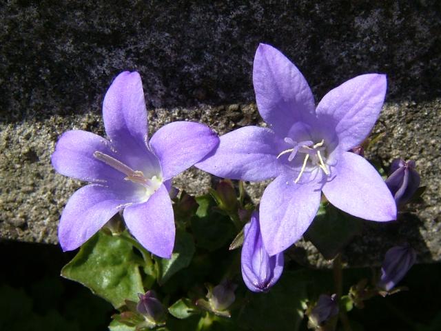 Campanula portenschlagiana Adria Bellflower Campanulaceae Images