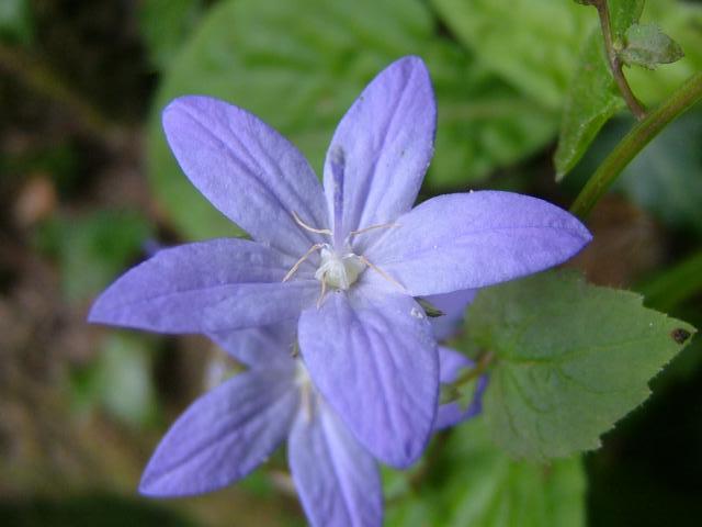 Campanula poscharskyana Trailing Bellflower Campanulaceae Images
