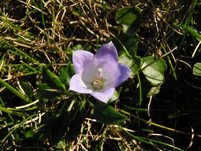 Campanula rotundifolia subspecies montana Harebell Campanulaceae Images