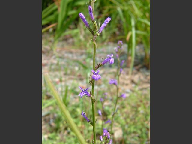Lobelia urens Heath Lobelia Campanulaceae Images
