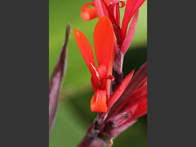 Canna indica Indian Shot Plant Cannaceae Images
