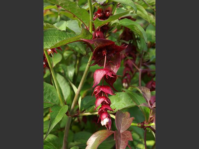 Leycesteria formosa Himalayan Honeysuckle Caprifoliaceae Images