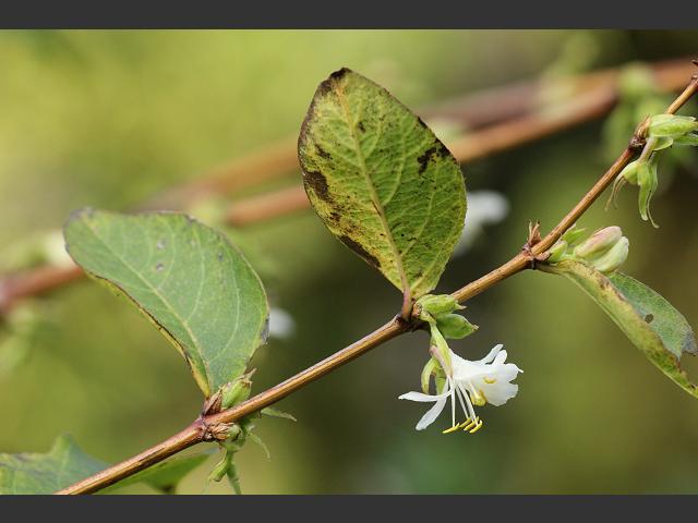 Lonicera fragrantissima Winter Honeysuckle Caprifoliaceae Images