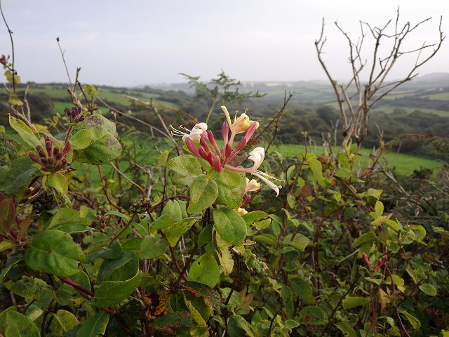 Lonicera periclymenum Honeysuckle Caprifoliaceae Images