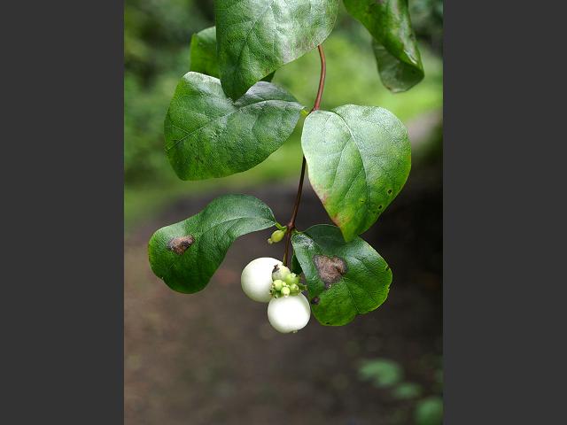 Symphoricarpos albus Snowberry Caprifoliaceae Images