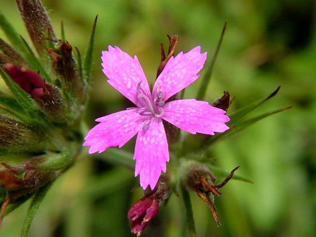 Dianthus armeria Deptford Pink Caryophyllaceae Images