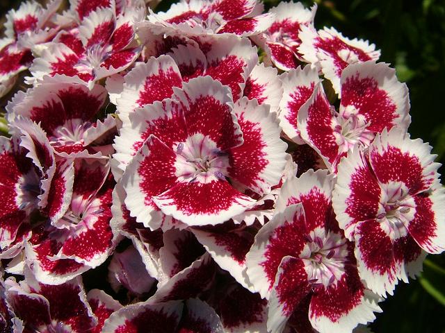 Dianthus barbatus Sweet William Caryophyllaceae Images