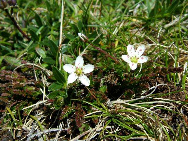 Minuartia verna Spring Sandwort Caryophyllaceae Images
