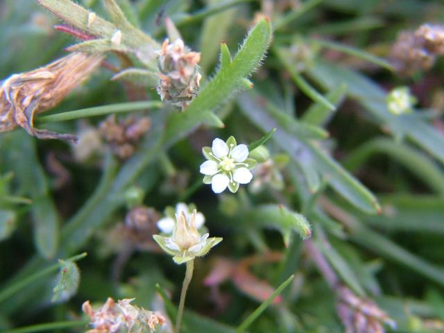 Sagina subulata Heath Pearlwort Caryophyllaceae Images