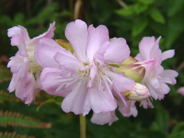 Saponaria officinalis Soapwort Caryophyllaceae Images