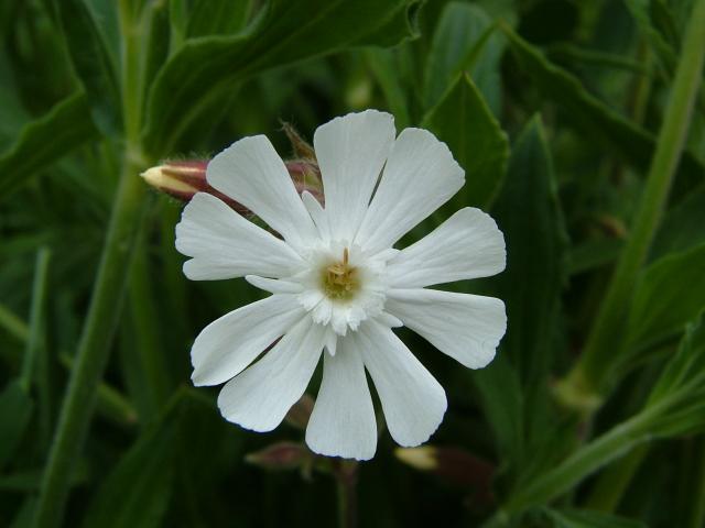 Silene latifolia White Campion Caryophyllaceae Images