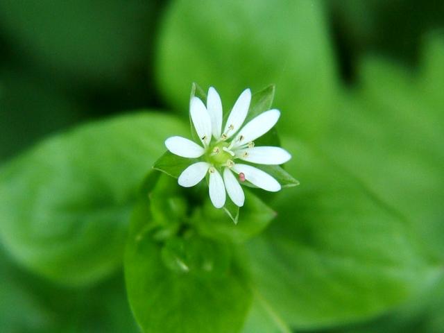 Stellaria neglecta Greater Chickweed Caryophyllaceae Images