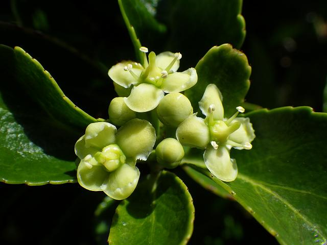 Euonymus japonicus Japanese Spindle Celastraceae Images