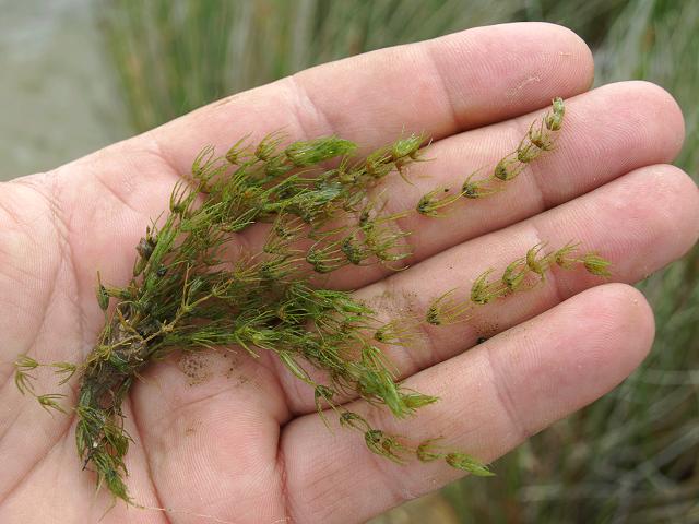 Chara virgata Delicate Stonewort Images